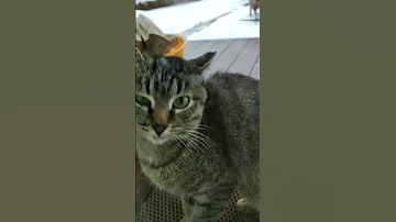 Cat Sound To Attract Cats Realistic Multiple Meows Kitten Funny Cats 