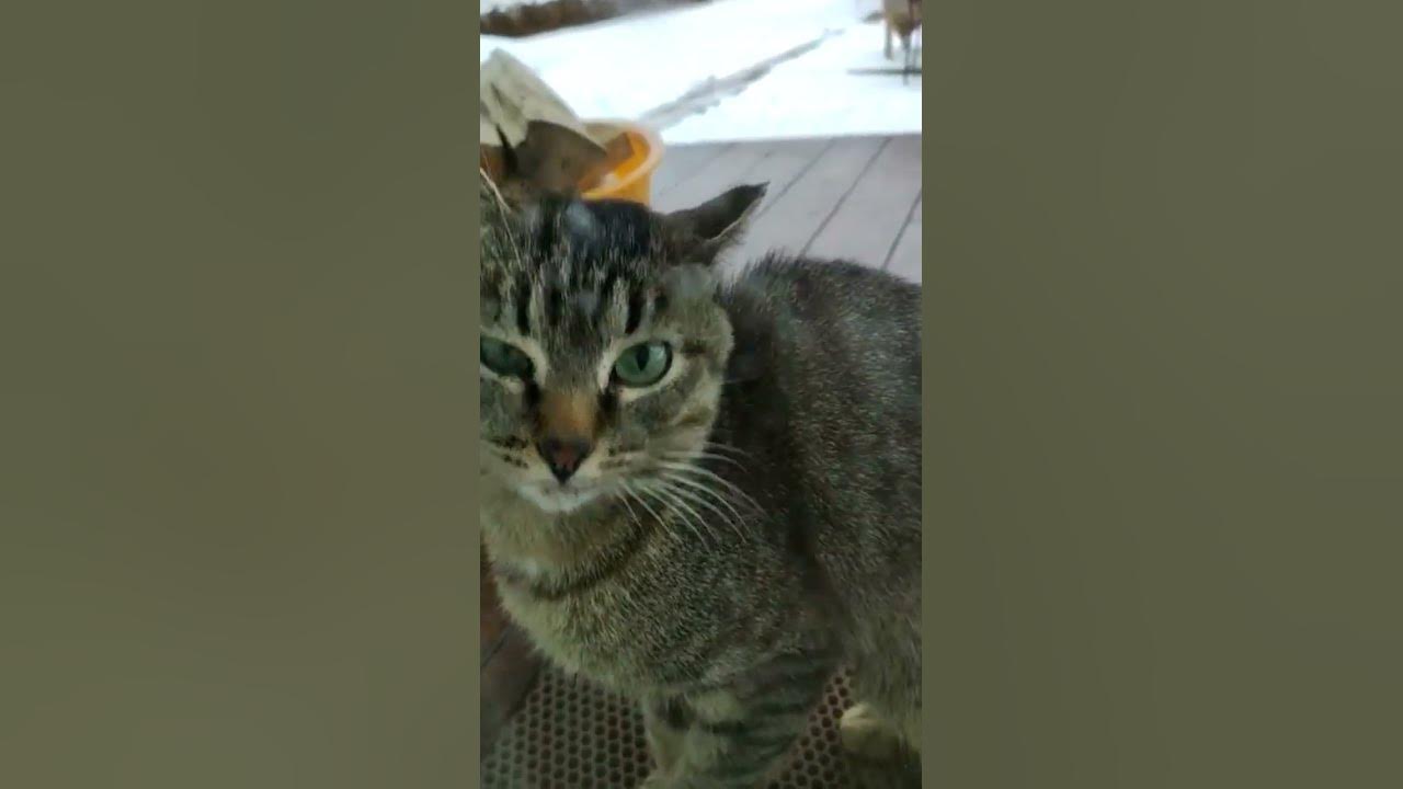 Cat sound to attract cats. realistic multiple meows/kitten - funny cats Cat sound to attract cats. realistic multiple meows/kitten - funny cats
