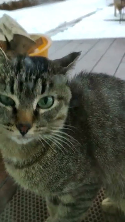 Cat sound to attract cats. realistic multiple meows/kitten - funny cats