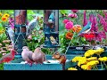 рџ ґLIVE 4K Cottage Garden Bird Feeder Cardinals Woodpeckers Song Birds Bees Sleep And Flowers рџ ґLIVE 4K Cottage Garden Bird Feeder Cardinals Woodpeckers Song Birds Bees Sleep And Flowers