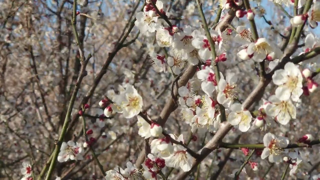 開花 木 花 全盛期 自然 ピンク 梅 咲く ブランチ 花 空 すごい 植える 美しさ 季節 植物 庭 葉 青 つぼみ プラム 日本 美しい Youtube