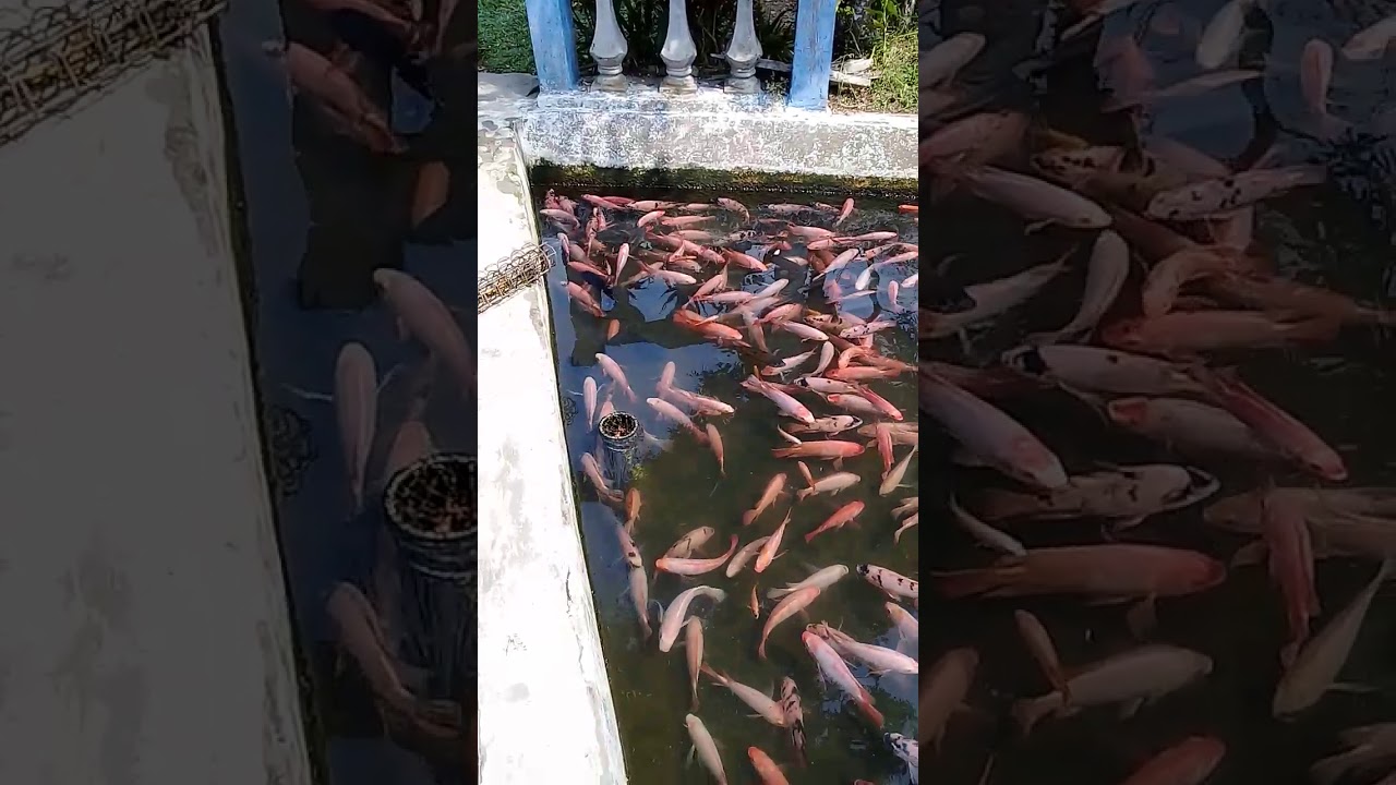 Ternak nila merah...... 