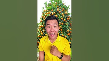 Bí Quyết chăm sóc (Tắc, Quất, Hạnh) ra quặc nhiều trái trong ngày tết