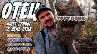 картинка: ОТец ищет грибы в день ОТца  Трутовики, синеножка и говорушка дымчатая