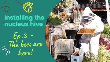Installing the nucleus hive | The bees are here!