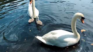 Cute Baby Swans Cygnets Funny Little Animals with their mama