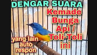 BURUNG KEMADE BUNGA API GACOR PANCINGAN BUNYI LAWAN LANGSUNG RESPON