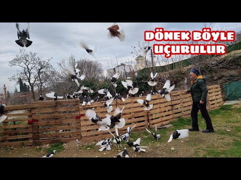 YAŞA BE VEDAT AMCA DÖNEK DEDİĞİN BÖYLE OLUR  ÇARPACAKCASINA  GELİYORLAR