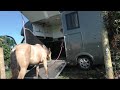 Bella Stubbornly refuses to go in the box.  What can be done with this young Andalusian Filly?