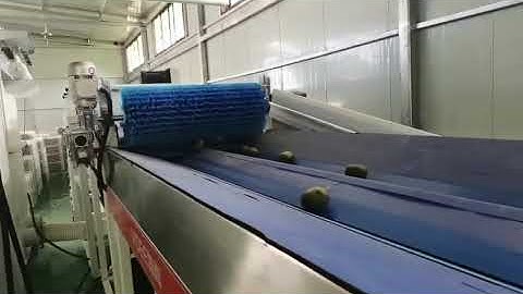 kiwi sorting and grading machine