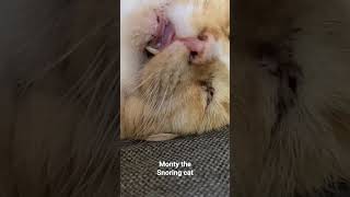 Monty was dreaming about snoring again. #cute #cat #orange #snoring