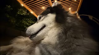 It s a late night Husky stream on the deck and the vibes are IMMACULATE Come hang out