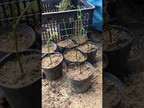 Video kỹ thuật giâm cành chanh dây đơn giản nhanh gọn lẹ - youtube