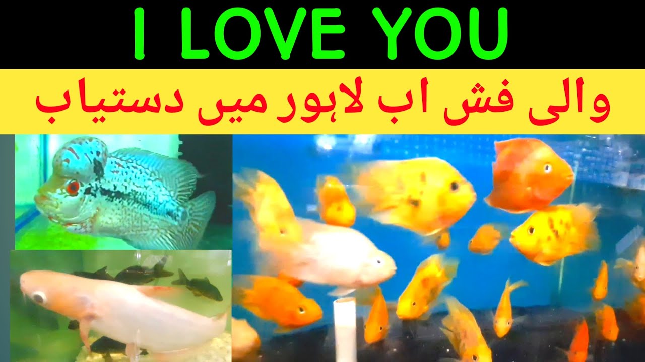 Fancy Fish market in Lahore / Aquarium Fish Wholesale Market in Lahore