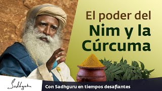 El poder del Nim y la Cúrcuma | Darshan con Sadhguru