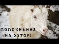 Народились козички