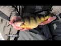 Outdoor bound tv mississippi river perch ice fishing ep176