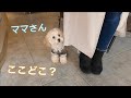 【犬カフェ】初めてのお出掛けでウキウキハイテンションな子犬【トイプードル】