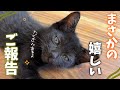 まさかの展開！とても嬉しいお知らせがございます😭✨️ 【保護猫活動】