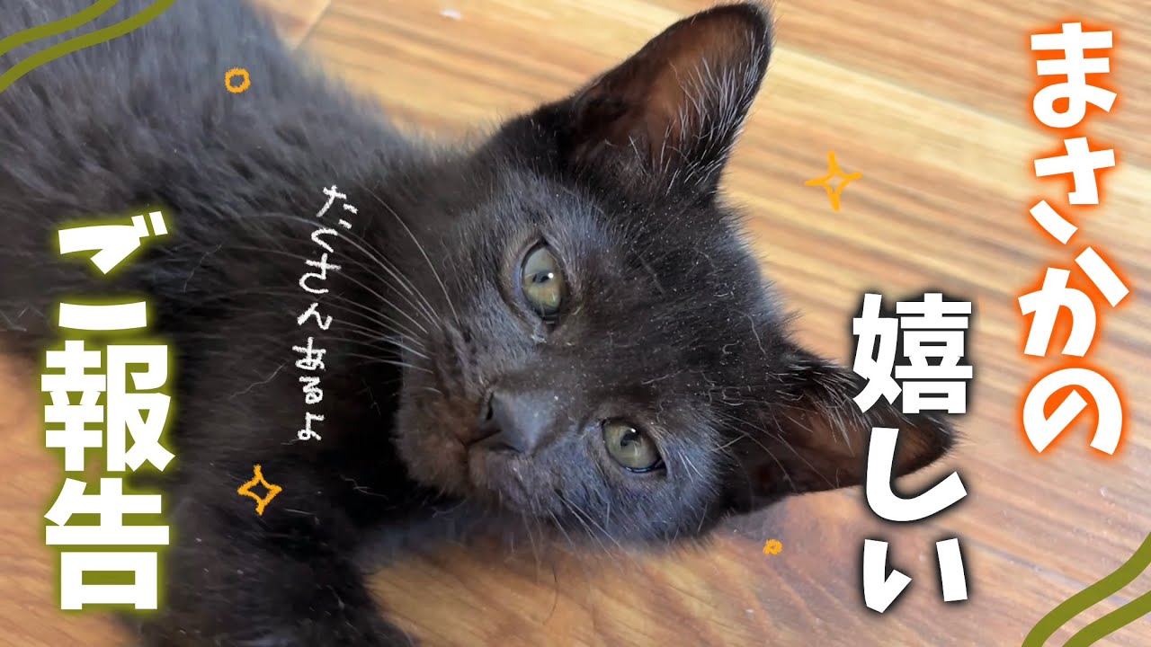 まさかの展開！とても嬉しいお知らせがございます😭✨️ 【保護猫活動】