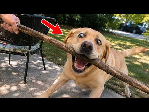The Internet's Funniest Cats and Dogs Are Here | A Feel-Good Compilation for Every Pet Lover 🐾