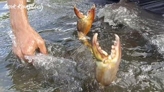 Catching the incredible big crab