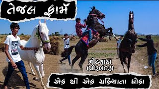Tejal Horse Stud Farm House Modhvada Porbander Gujarat ll King of Marvadi, Kathiyavadi & Nukra horse