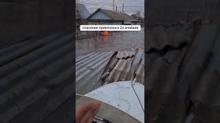 Спасли собаку Наводнение в Казахстане #паводки #казахстан #корочеdugin