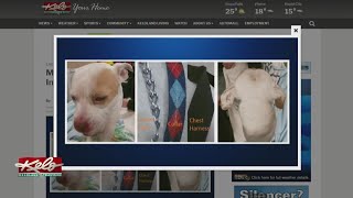 Minnehaha County Authorities Investigating Dog's Death