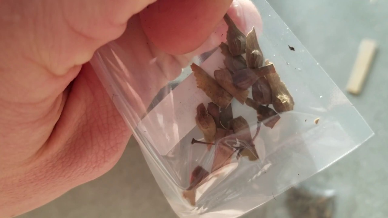 brian williams Autumn Blaze Red Maple, Japanese Maple, Dragon Blood Tree Planting/Germination Part 1