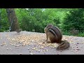Chipmunk feeding frenzy! Videos for cats...