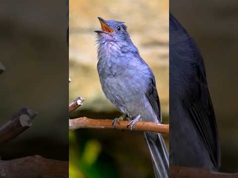 Is bird ka