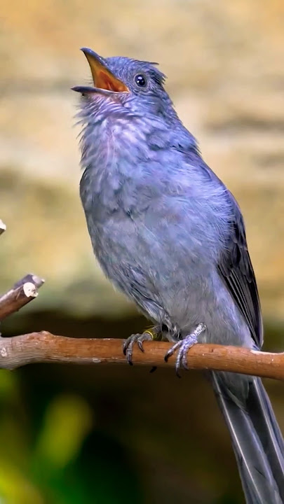 Is bird ka awaaz sunao guys#youtube #ytshort #views #viewsforviews #like #shorts #subscribe #viral🕊️