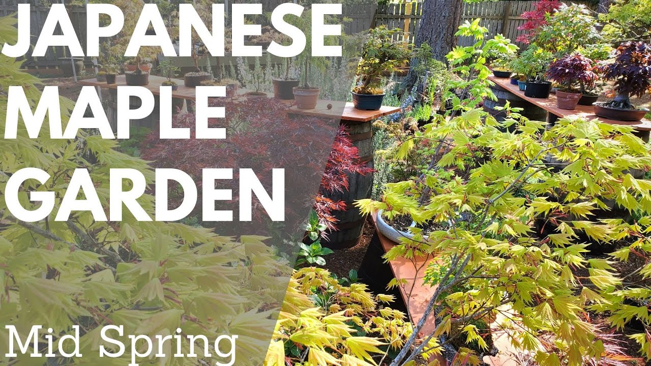 Japanese Maple Bonsai Garden in mid Spring