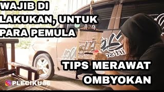 Download Lagu PERAWATAN YANG WAJIB DI LAKUKAN UNTUK PARA PEMULA ||PLECI OMBYOKAN MP3