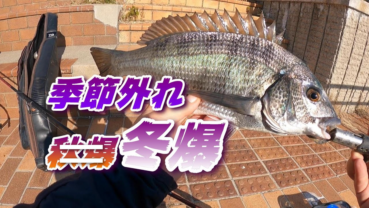 フカセ釣り：海の季節が変わった、ウハウハの冬。 - YouTube