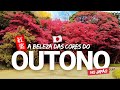 🇯🇵🍁 Turismo no Japão: Kōyō, a beleza das cores do OUTONO no arquipélago japonês