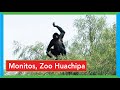 Monos, Parque Zoológico Huachipa.