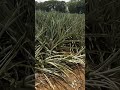 Discover the breathtaking pineapple farms !