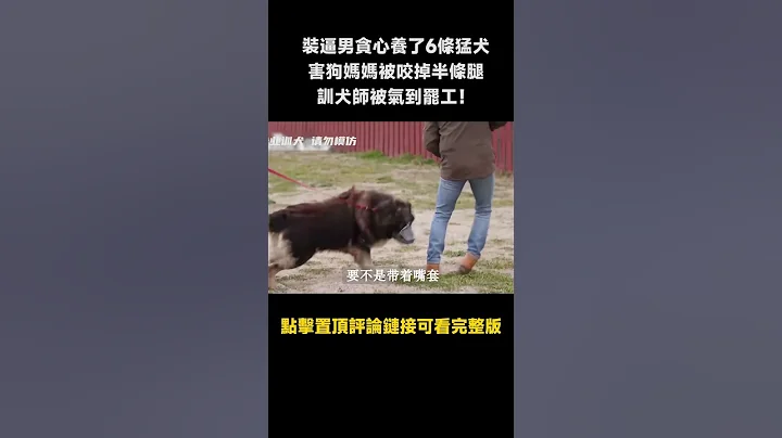辣雞男主人養了一隻比熊還壯的高加索犬，差點把訓犬師頂飛！ - 天天要聞