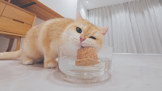 🤣How to Trick Cats to Drink More Water? by Lucky Paws 4,007 views 3 months ago 4 minutes, 56 seconds