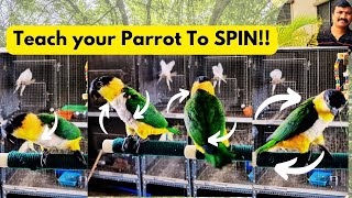Teach Your Parrot to Spin  | Easy Bird Trick Tutorial | HMS Aviary
