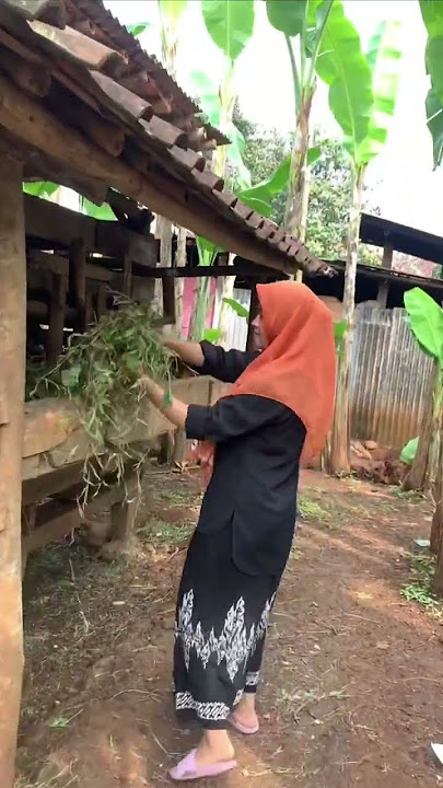 MASYAALLAH !!! Wanita Desa Peternak Kambing Sederhana #pedesaan #ternak