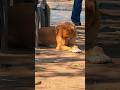 🐕 Calm Eyes, Quiet Streets | A Dog's Peaceful Moment #dog #streetdog #doglove #animallovers #petlife