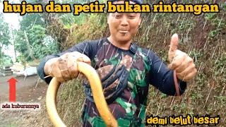 PENARIKAN BELUT BESAR SAAT HUJAN PETIR