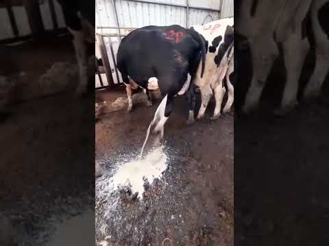 Cow milking in village