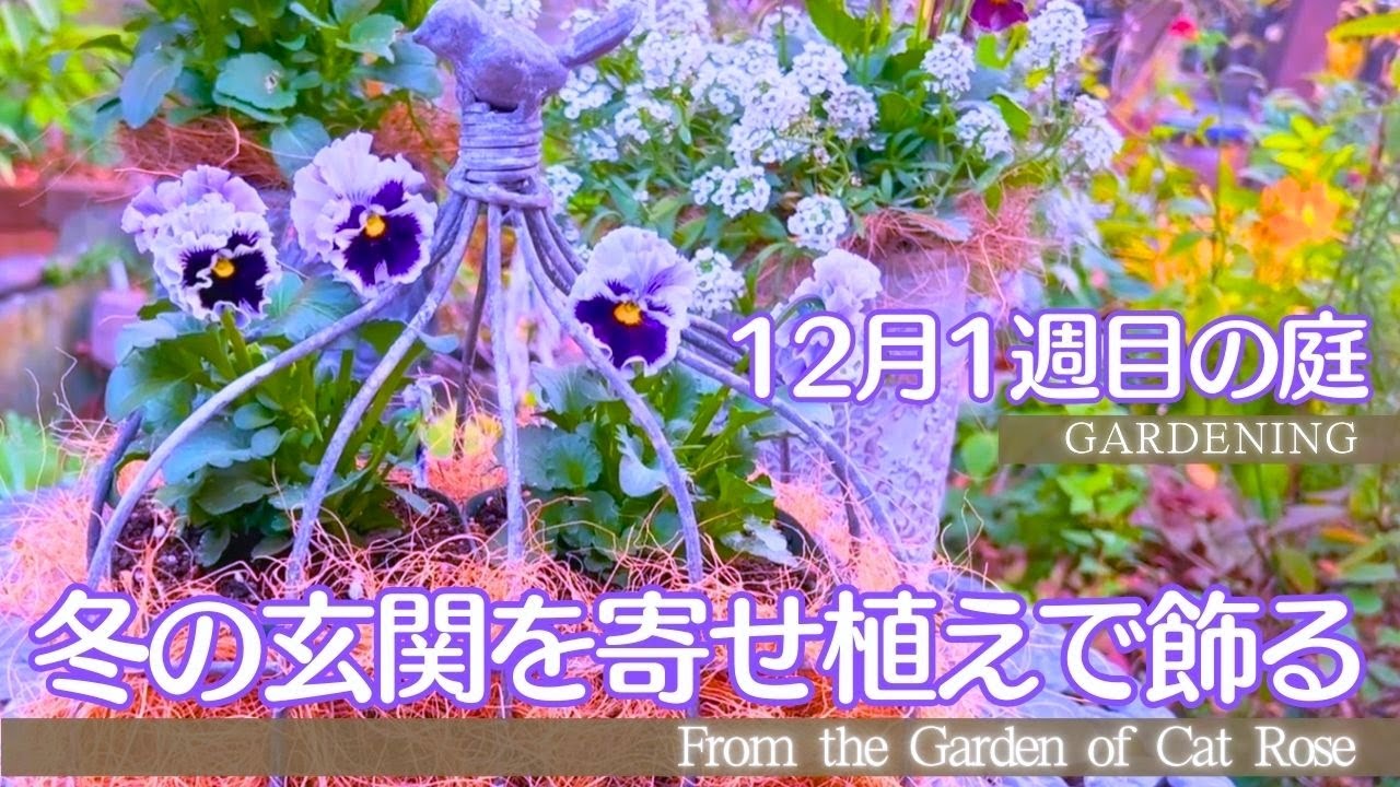 【ガーデニング】　 冬の庭づくり・玄関前を花と雑貨で飾る・日差しを取り込める花壇にリメイク・簡単アレンジの寄せ植え4種・１２月１週目の庭