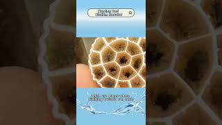 Popular fillers in biofilters - #mbbr #fishtank #biofilm #filtermedia #watertreatment #factory