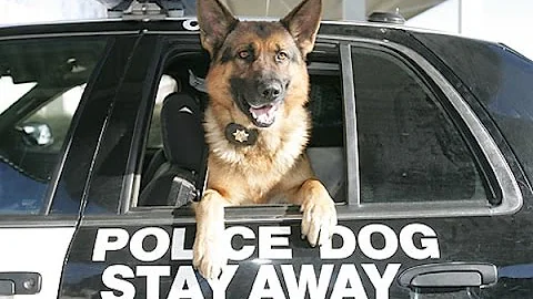 Cops can’t hold suspects to wait for drug dog, new ruling.