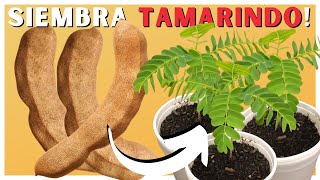 Como GERMINAR TAMARINDO en CASA 🌿